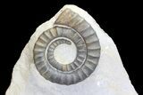 Three Devonian Anetoceras Ammonites - Morocco #68774-1
